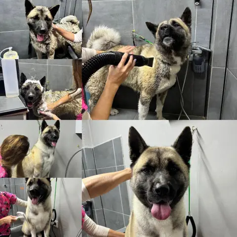 ZESA Pet Kuaför fotoğraf 4