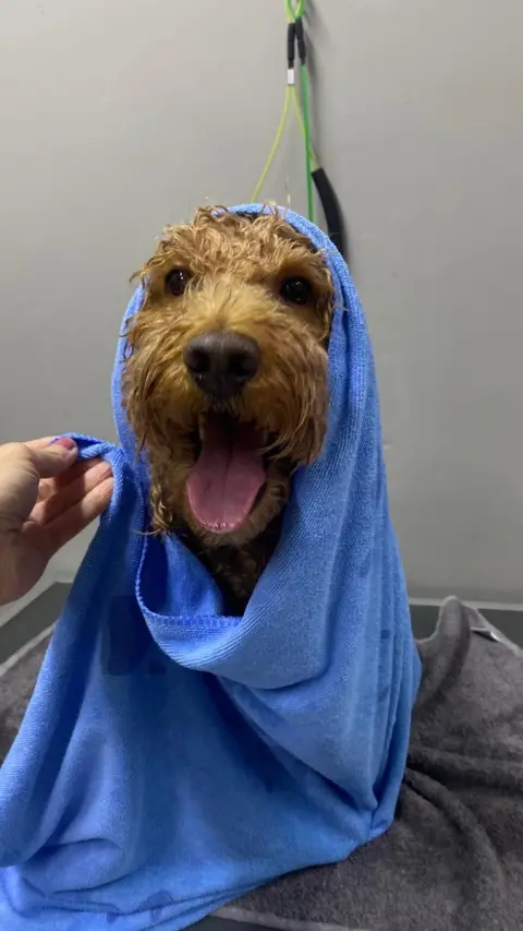 ZESA Pet Kuaför fotoğraf 5