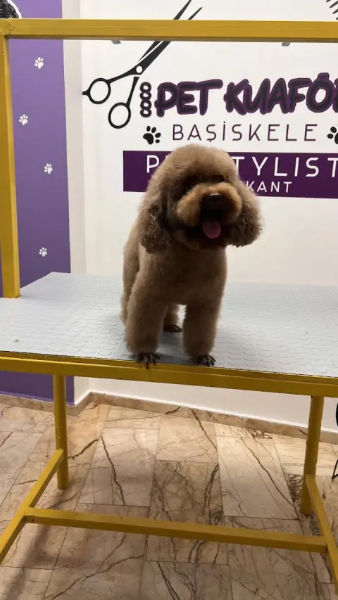 Başiskele coco pet shop (pet kuaförü) fotoğraf 4