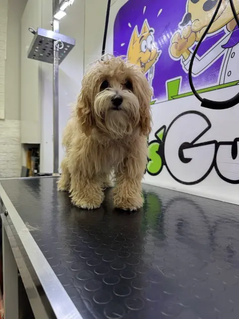 Pet Kuaför Eray Pets Gusto fotoğraf 2