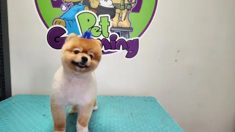 Pet Kuaför Eray Pets Gusto fotoğraf 3
