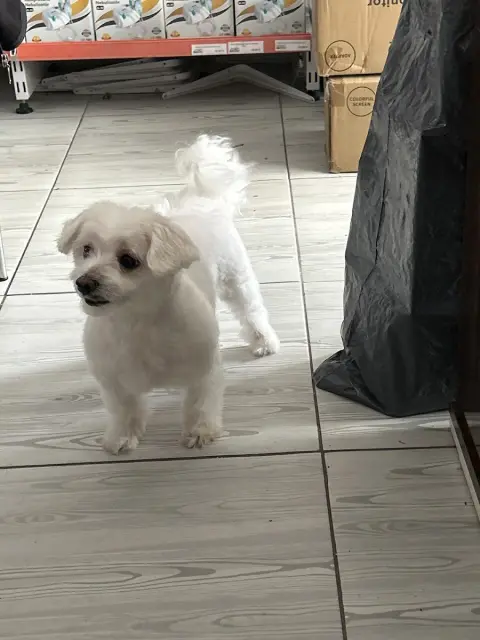 Pet Kuaför Eray Pets Gusto fotoğraf 5