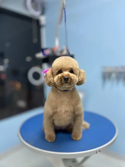 Cookie Pet Kuaför Güzelyalı Şubesi fotoğraf 2