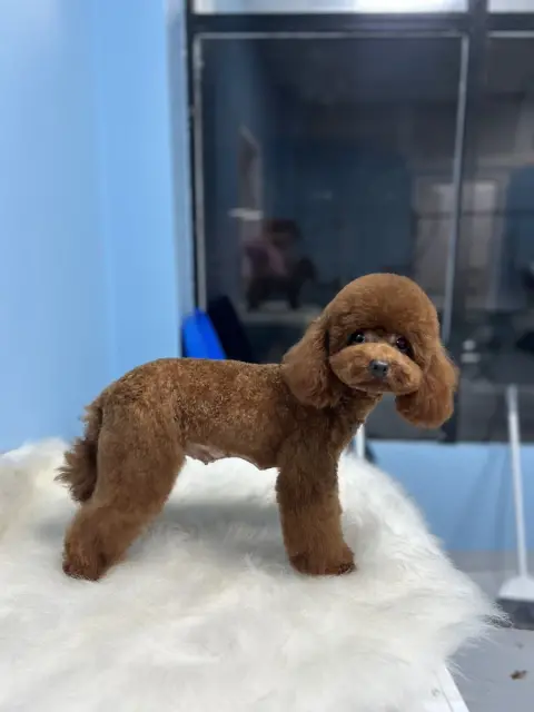 Cookie Pet Kuaför Güzelyalı Şubesi fotoğraf 3