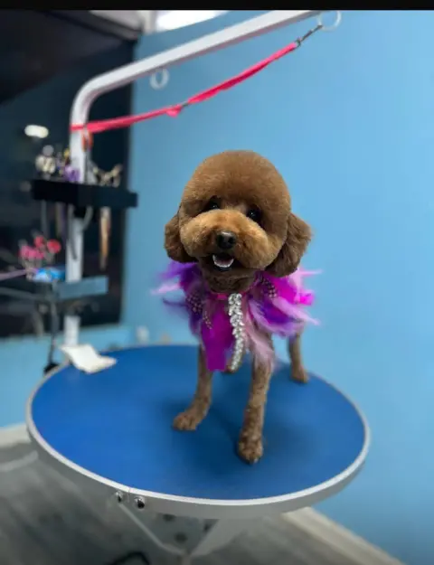 Cookie Pet Kuaför Güzelyalı Şubesi fotoğraf 4