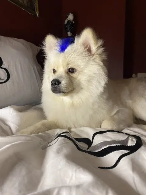 Cookie Pet Kuaför Güzelyalı Şubesi fotoğraf 5