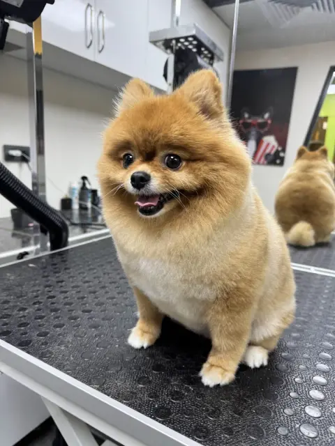 PetSide Pet Kuaför ve Petshop(Grooming & Shop) fotoğraf 3