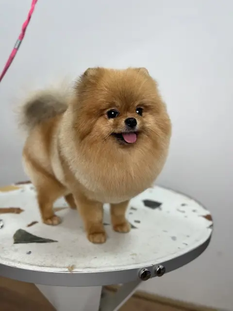 PinkDog Pet Kuaför fotoğraf 4