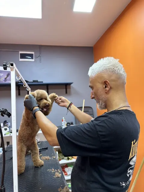 Pet kuaför beyaz fotoğraf 2