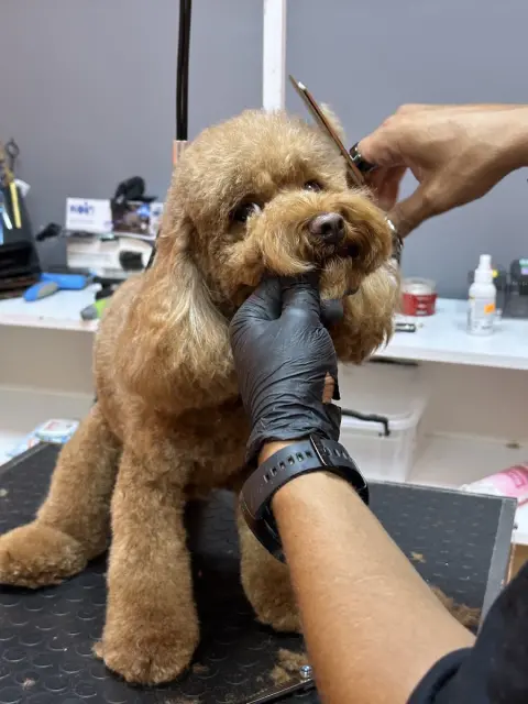 Pet kuaför beyaz fotoğraf 3