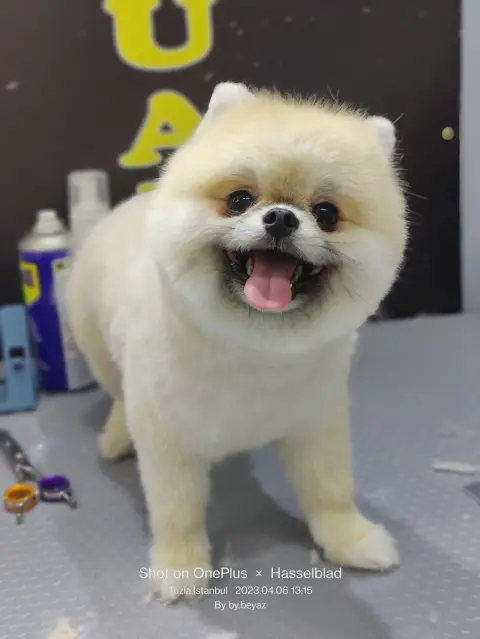 Pet kuaför beyaz fotoğraf 5