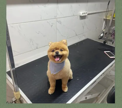 Pineapple pet kuaförü fotoğraf 4