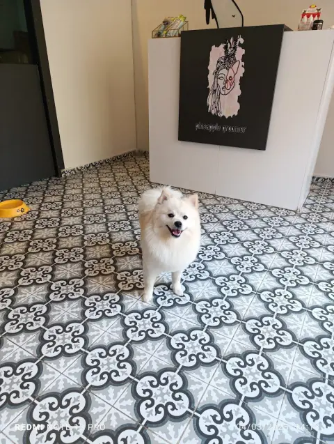 Pineapple pet kuaförü fotoğraf 5