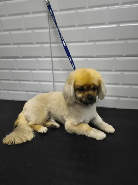 Denizli Star Pet Kuaför fotoğraf 2