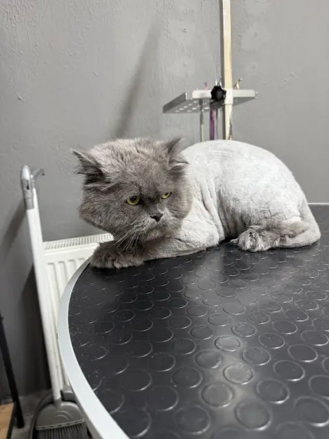 Denizli Star Pet Kuaför fotoğraf 3