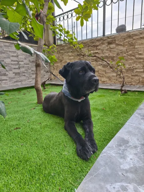 Denizli Star Pet Kuaför fotoğraf 4