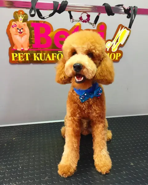 Betsi Pet Kuaför&Pet Shop fotoğraf 2