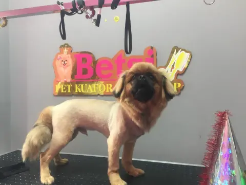 Betsi Pet Kuaför&Pet Shop fotoğraf 4