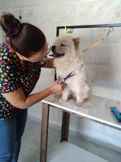 Luca Pet Kuaför fotoğraf 2