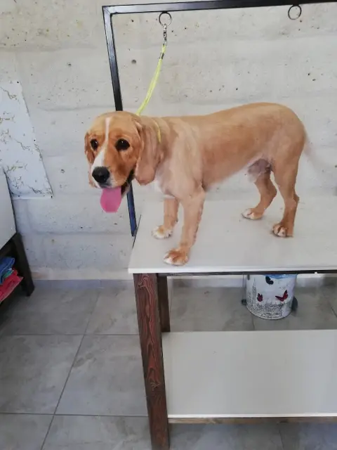 Luca Pet Kuaför fotoğraf 3