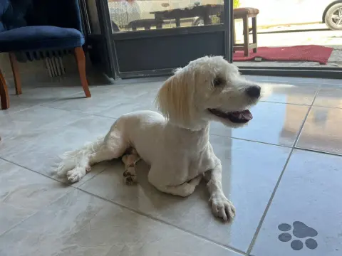 Luca Pet Kuaför fotoğraf 5
