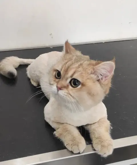 Kabarcık Patiler Pet Kuaförü fotoğraf 3