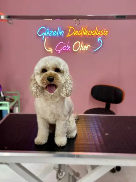 Motipet.co Şişli/Bomonti Pet Kuaför fotoğraf 3
