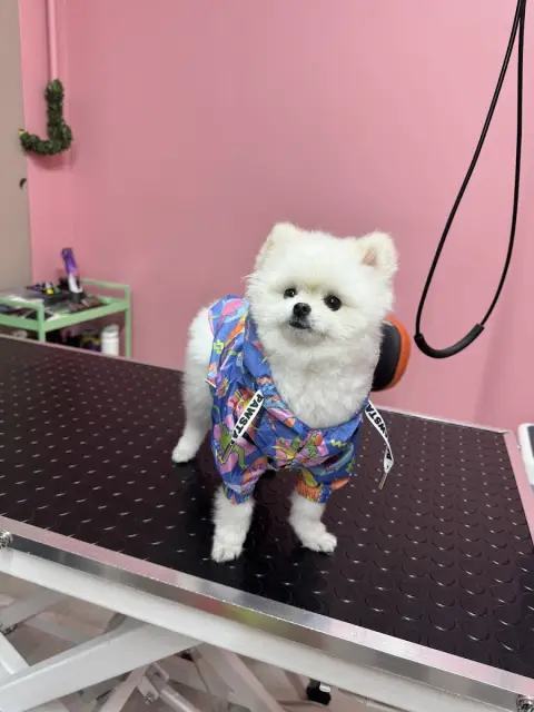 Motipet.co Şişli/Bomonti Pet Kuaför fotoğraf 4
