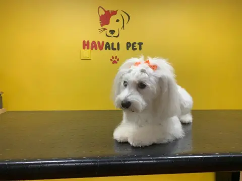 Havalı Pet Kuaför & Shop fotoğraf 2
