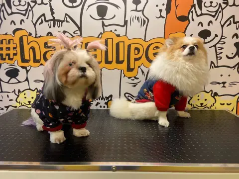 Havalı Pet Kuaför & Shop fotoğraf 3