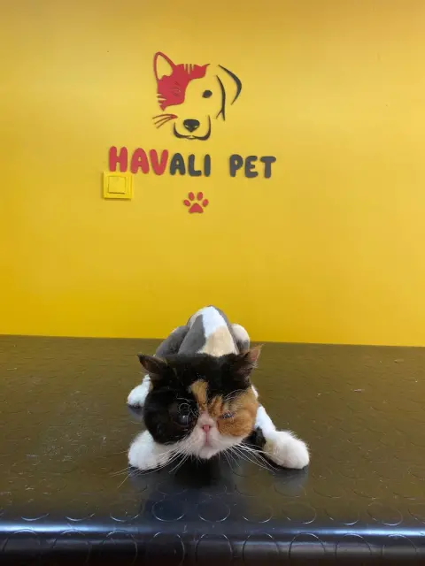 Havalı Pet Kuaför & Shop fotoğraf 4
