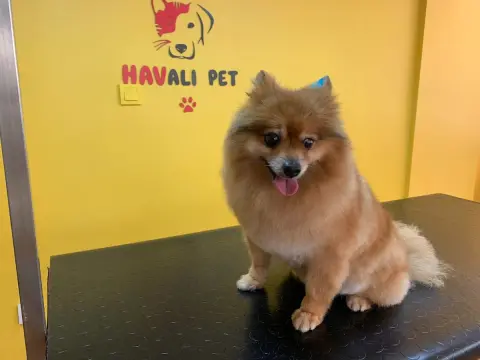 Havalı Pet Kuaför & Shop fotoğraf 5