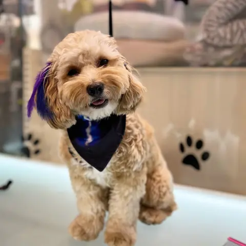 Nish Pet Kuaför & Pet Shop fotoğraf 3