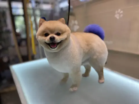 Nish Pet Kuaför & Pet Shop fotoğraf 4
