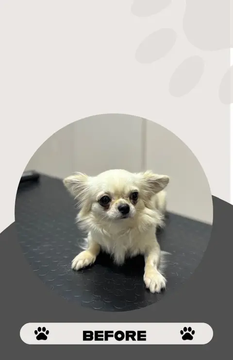 PAWERA PET KUAFÖR & SHOP fotoğraf 5