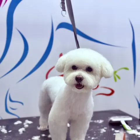 Sevimli Patiler Pet Kuaförü-Pet Otel fotoğraf 2