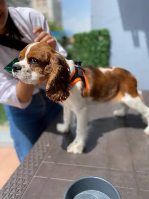 Sevimli Patiler Pet Kuaförü-Pet Otel fotoğraf 3