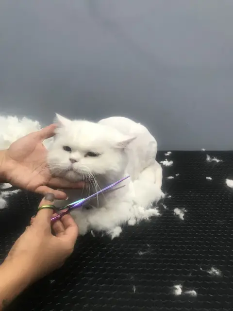 Sevimli Patiler Pet Kuaförü-Pet Otel fotoğraf 4