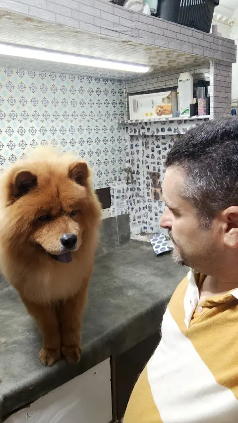 STAR PET KUAFÖR BAKİM fotoğraf 2