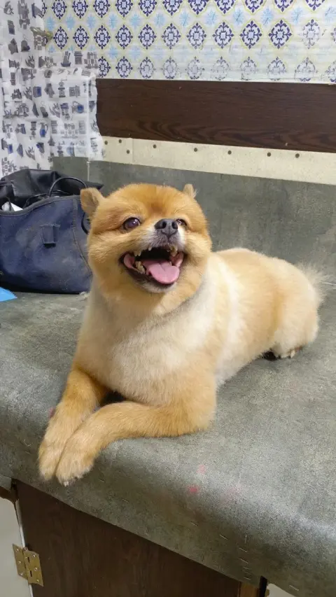 STAR PET KUAFÖR BAKİM fotoğraf 4