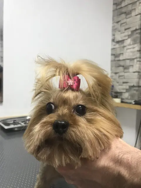 TATİ PET KUAFÖR fotoğraf 4
