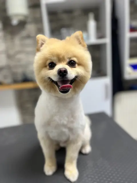 TATİ PET KUAFÖR fotoğraf 5