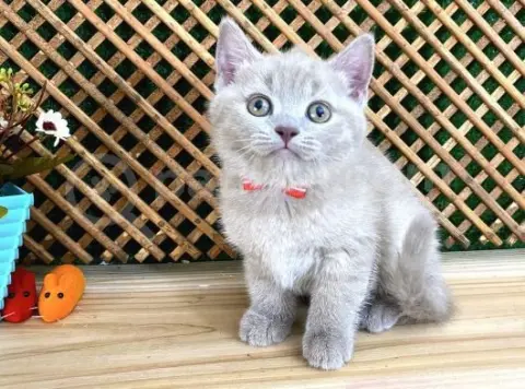 New Mrs.Taner Bey Pet Kuaförü Prof. Atakişi fotoğraf 3