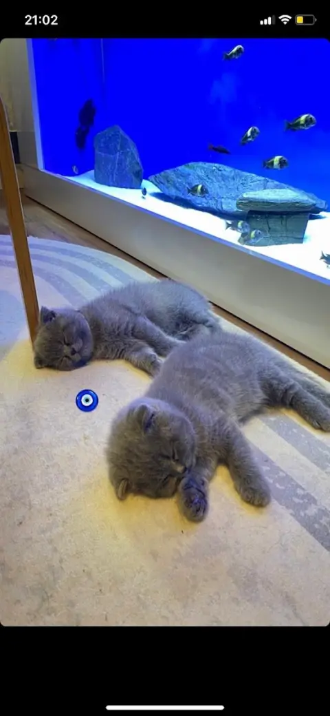 Esay Petshop & Pet Kuaför fotoğraf 2