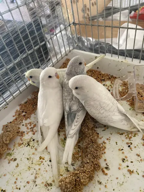 Esay Petshop & Pet Kuaför fotoğraf 3