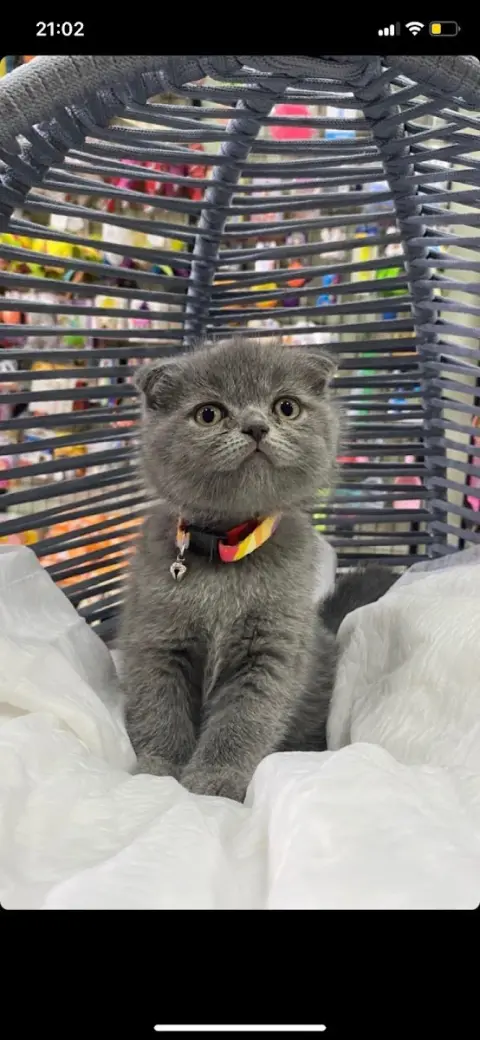 Esay Petshop & Pet Kuaför fotoğraf 4