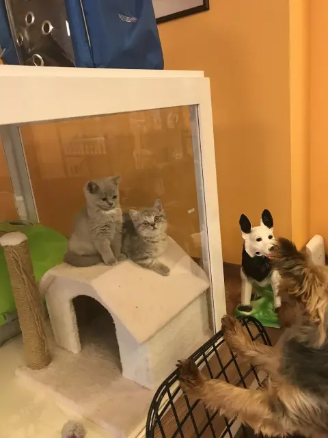 Galaksi Pet Shop & Kuaför fotoğraf 3