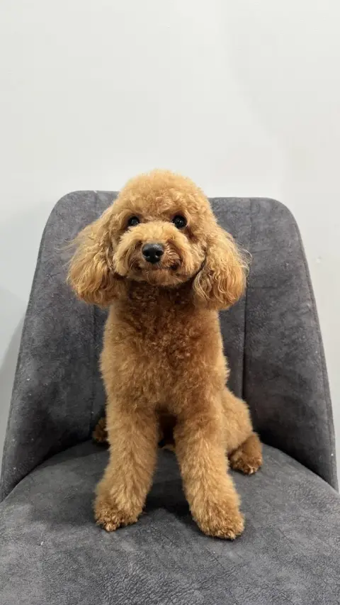 Sirius Pet Kuaför fotoğraf 2