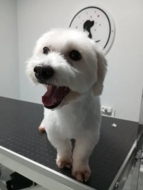 Sirius Pet Kuaför fotoğraf 4
