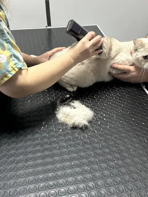 Sirius Pet Kuaför fotoğraf 5